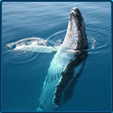 Whalewatching - Hervey Bay