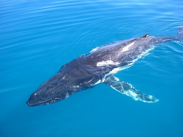 Hervey Bay Whale Watching