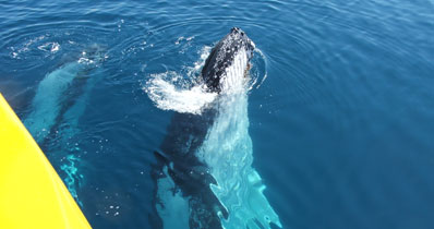 Spirit of Hervey Bay