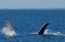 Whalesong Cruises - Whalewatching