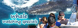 Whalewatching Specials